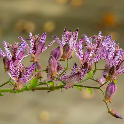 Ľaliovka srstnatá - Tricyrtis hirta - jednoducho korenené sadenice ľaliovky - 1 ks