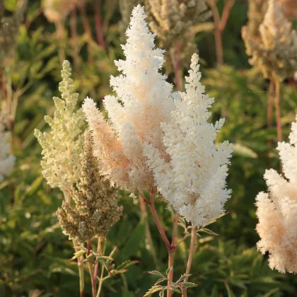 Astilba Weissa Gloria - Astilbe arendsii - hľuzy astilby - 1 ks