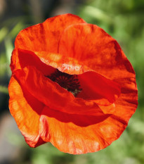 Mak východný - Papaver orientalis - voľnokorenné sadenice maku - 1 ks