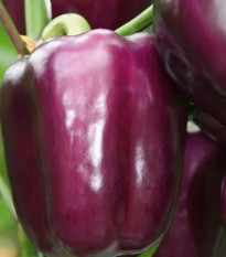 Paprika Beluga Lilac F1 - Capsicum annuum - semená papriky - 6 ks