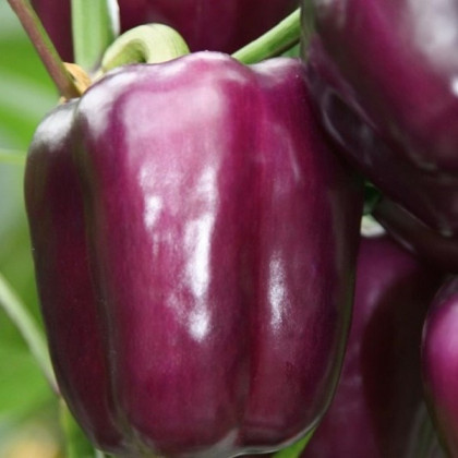 Paprika Beluga Lilac F1 - Capsicum annuum - semená papriky - 6 ks