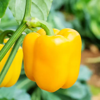 Paprika Beluga Yellow F1 - Capsicum annuum - semená papriky - 5 ks