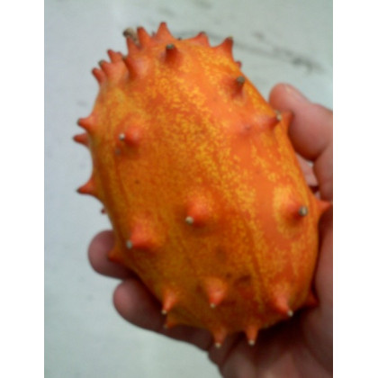 Africký melón Kiwano - Cucumis metuliferus - semená afrického melóna - 8 ks