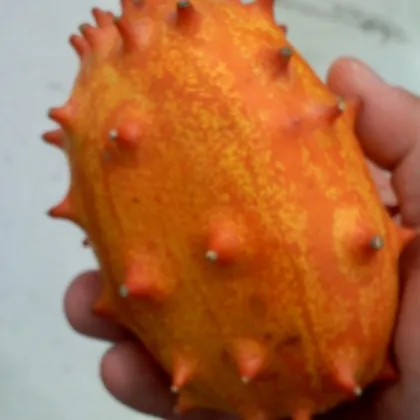 Africký melón Kiwano - Cucumis metuliferus - semená afrického melóna - 8 ks