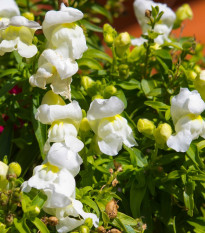 Papuľka väčšia Leo F1 White - Antirrhinum majus - semená papuľky - 20 ks