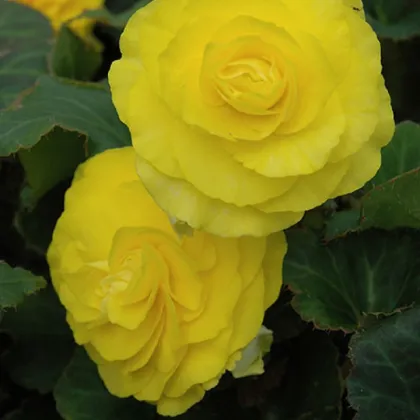 Begónie Nonstop F1 Yellow - Begonia tuberhybrida - semená begónie - 20 ks