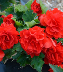 Begónia Nonstop F1 Red - Begonia tuberhybrida - semená begónie - 20 ks