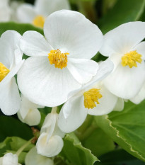 Begónia Superstar F1 White - Begonia semperflorens - semená begónie - 20 ks