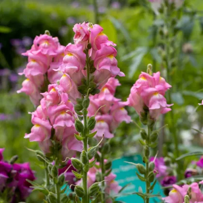 Papuľka väčšia Rocket F1 Rose - Antirrhinum majus - semená papuľky - 20 ks