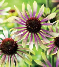 Echinacea Green Twister - Echinacea purpurea - voľnokorenné sadenice echinacey - 1 ks