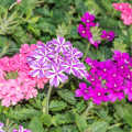 Železník hybridný - zmes - Verbena hybrida - semená - 50 ks