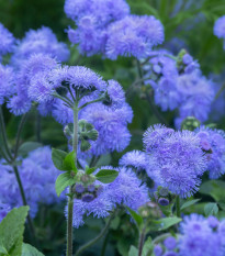 Agerát mexický Blue - Ageratum houstonianum - semená agerátu - 50 ks