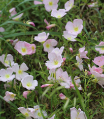 Pupalka ružová kobercová - Oenothera speciosa - semená pupalky - 50 ks