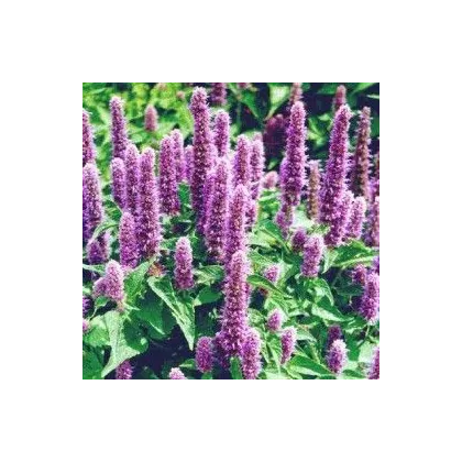 Agastache mexická Bavaria - Agastache mexicana - semená agastache - 30 ks