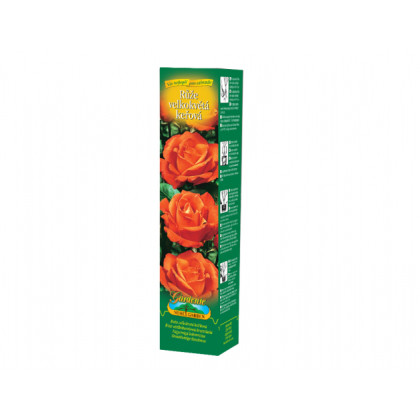 Ruža veľkokvetá kríčková oranžová - Rosa - voľnokorenné sadenice ruží - 1 ks