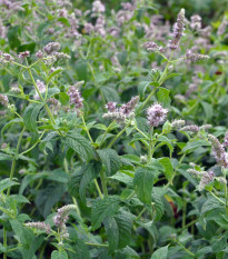 Mäta dlholistá Horse mint - Mentha longifolia - semená mäty - 0,1 g