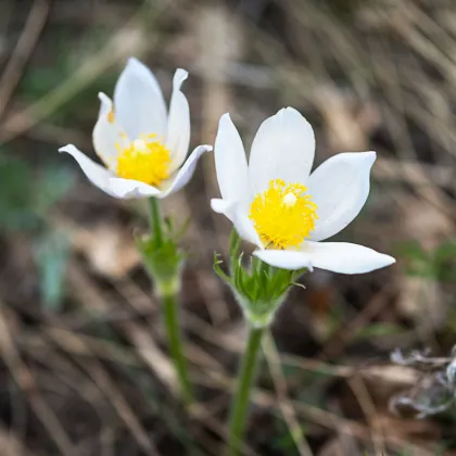 Poniklec obyčajný White Bells - Pulsatilla vulgaris - semená koniklece - 20 ks