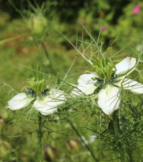 Rasca čierna - Nigella sativa - semená rasce - 25 ks