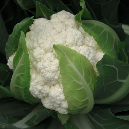 BIO Karfiol Flamenco F1 - Brassica oleracea - bio semená karfiolu - 15 ks