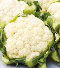 BIO Karfiol neskorý Tabiro - Brassica oleracea - bio semená karfiolu - 20 ks