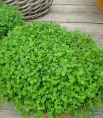 Mäta pieporná Mini Mint - Mentha piperita - semená mäty - 20 ks