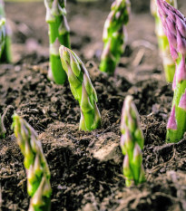 Špargľa Gijnlim - Asparagus officinalis - voľnokorenené sadenice špargle - 1 ks