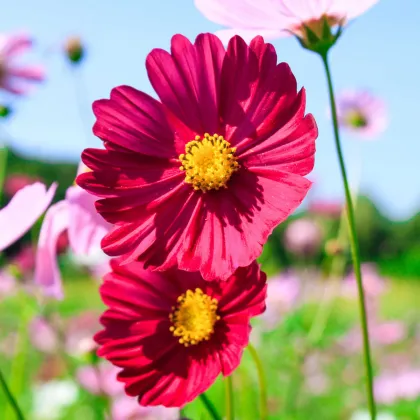 Krasuľka perovitá Cosmini Red - Cosmos bipinnatus - semená krasuľky - 20 ks