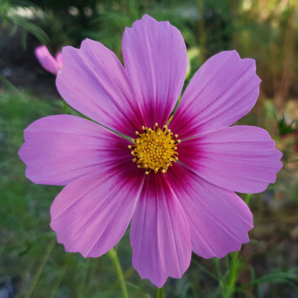 Krasuľka perovitá Cosmini Pink - Cosmos bipinnatus - semená krasuľky - 20 ks