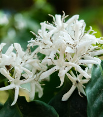 Kávovník arabský zakrpatený - Coffea arabica nana - semená kávovníka - 5 ks