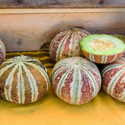 Melón cukrový Kajari - Cucumis melo - semená melónu - 6 ks