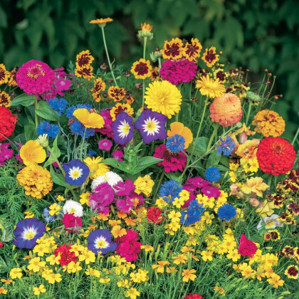Kvetinový koberec - výsevný disk - 5 ks
