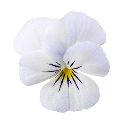 Fialka Twix F1 Snow - Viola cornuta - semená fialky - 20 ks