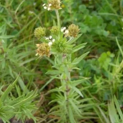 Skorocel indický - Plantago psyllium - semená - 40 ks