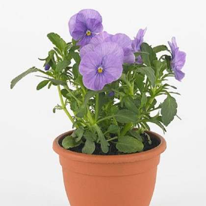 Fialka Twix F1 Lavender Shades - Viola cornuta - semená fialky - 20 ks