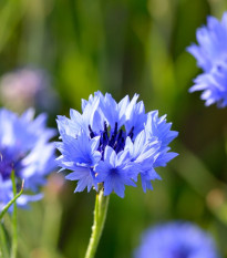 BIO Nevädza modrá - Centaurea cyanus - semená nevädze - 30 ks