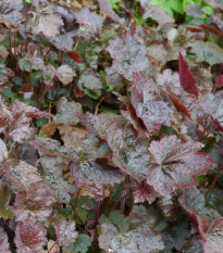 Heuchera Palace Purple - Heuchera - semená heuchery - 20 ks