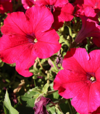 Petúnia Cascadini F1 Rose – Petunia pendula – semená petúnie