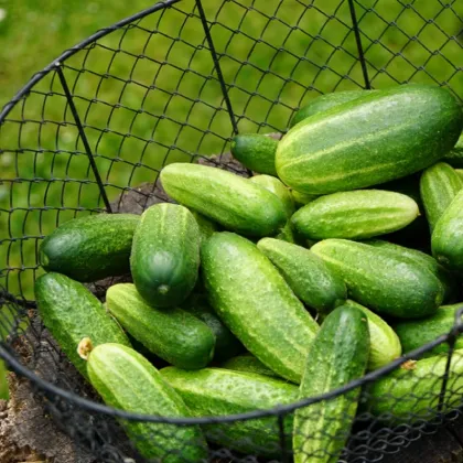 BIO uhorka nakladačka Vorgebirgstrauben – Cucumis sativus – bio semená uhorky