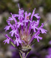 Materina dúška dlhokvetá - Thymus longiflorus - semená materinej dúšky - 50 ks