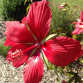 Ibištek šarlátový - Hibiscus coccineus - semená ibišteka - 5 ks