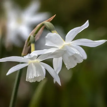 Narcis Thalia - Narcissus L. - cibuľa narcisu - 3 ks