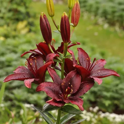 Ľalia ázijská Mapira - Lilium - cibuľa ľalia - 1 ks