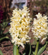 Hyacint Gipsy Princess - Hyacinthus L. - cibuľa hyacintu - 1 ks