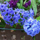 Hyacint Delft Blue - Hyacinthus orientalis - cibuľa hyacintu - 1 ks