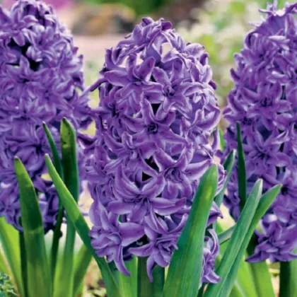 Hyacint plnokvetý Lili Purple - Hyacinthus - cibuľa hyacintu - 1 ks