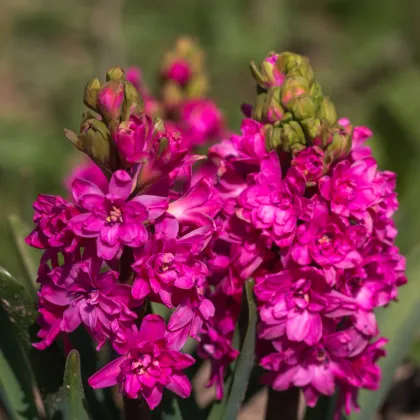 Hyacint plnokvetý Red Diamond - Hyacinthus - cibuľa hyacintu - 1 ks