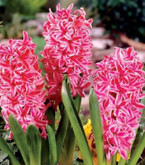 Hyacint Eros - Hyacinthus - cibuľa hyacintu - 1 ks