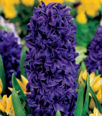 Hyacint Purple Star - Hyacinthus - cibuľa hyacintu - 1 ks