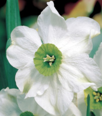 Narcis Sinopel - Narcissus - cibuľa narcisu - 3 ks