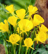 Narcis Golden bells - Narcissus bulbocodium - cibuľa narcisu - 3 ks